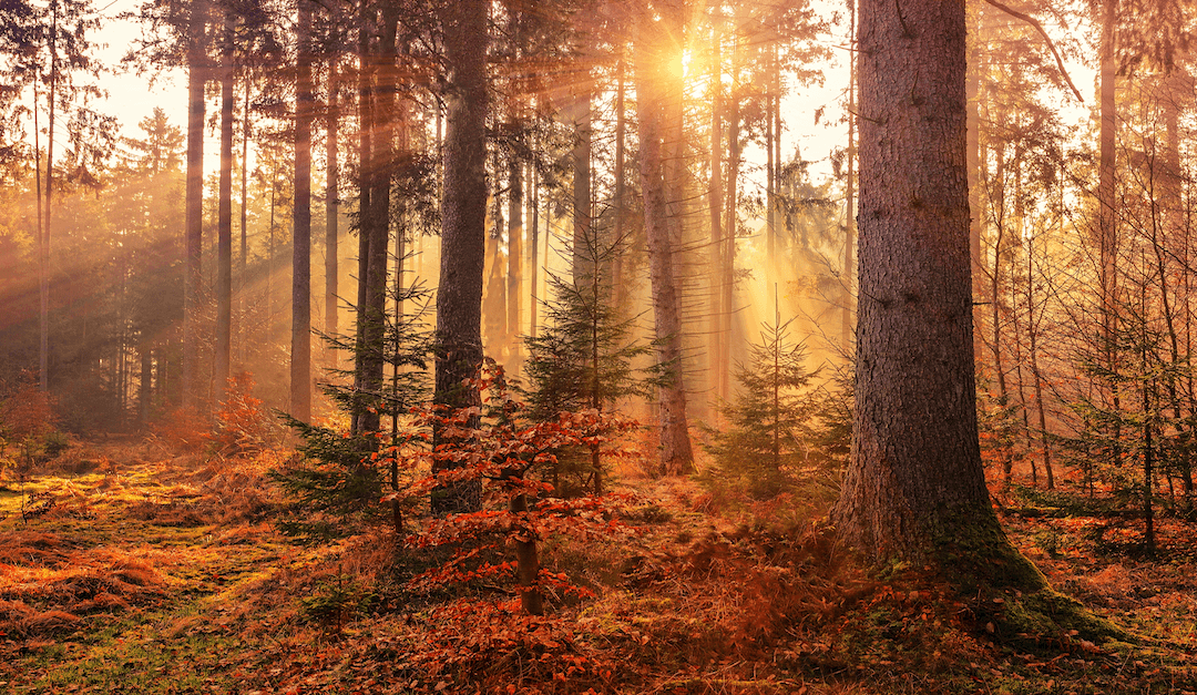 a forest full of autumn colored leaves with the sun's rays shining through the trees